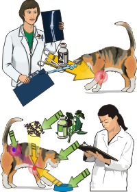 Tierarzt und Tierheilpraktiker
